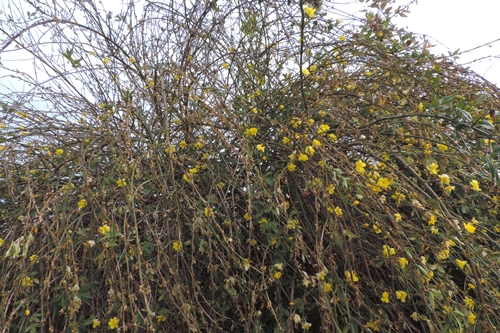 Gelsomino invernale? No, Jasminum mesnyi